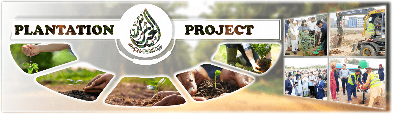 Alkhair plantation